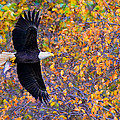 American Eagle in Autumn