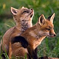 Fox Cub Buddies