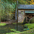 Mill Pond in Woods