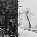 Old Door and Tree