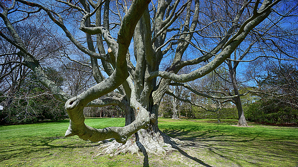 Beech Tree at The Breakers by William Jobes Beech Tree at The Breakers by William Jobes