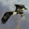 Eagle Power Dive