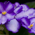 Violet Dreams