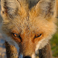 Vixen