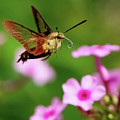 Hummingbird Moth